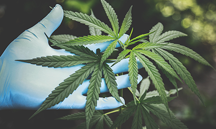 Cannabis Medicinal no tratamento dos sintomas do Autismo